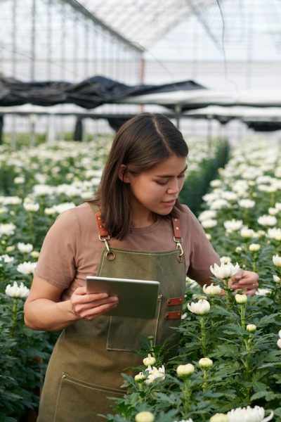 Young female gardener with tablet looking at blooming white chrysanthemum Young female gardener with tablet looking at blooming white chrysanthemum